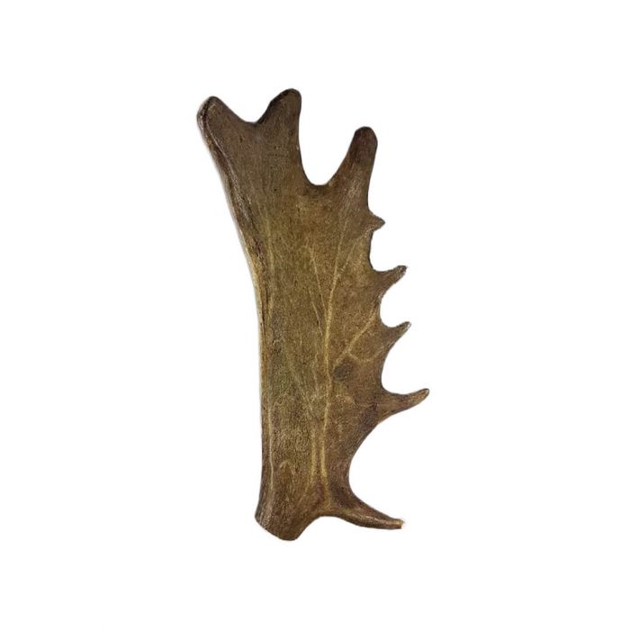 EL REY DE LA CASA. Asta de gamo